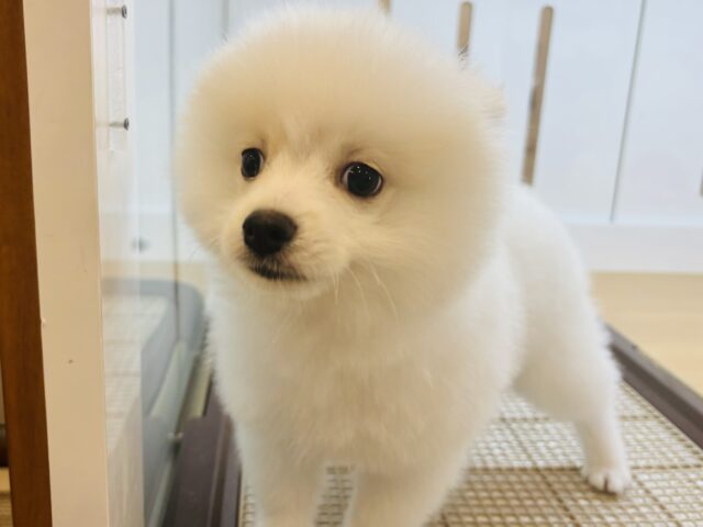 ポメラニアン
