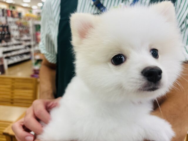 ポメラニアン