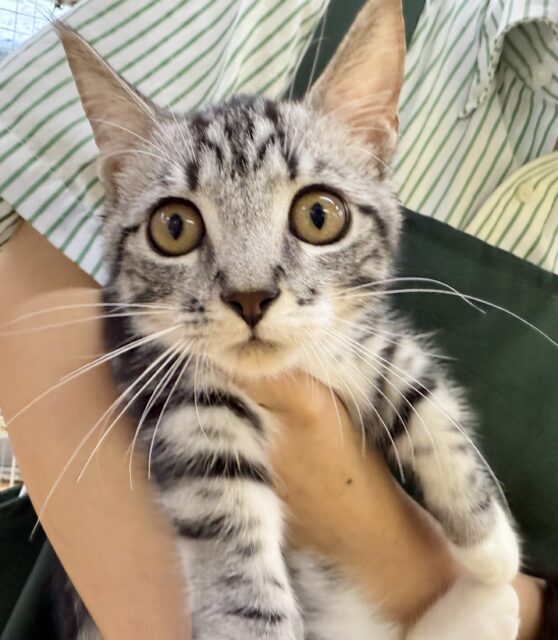 最新📷懐っこすぎてメロメロになっちゃう!マンチカン マンチカン