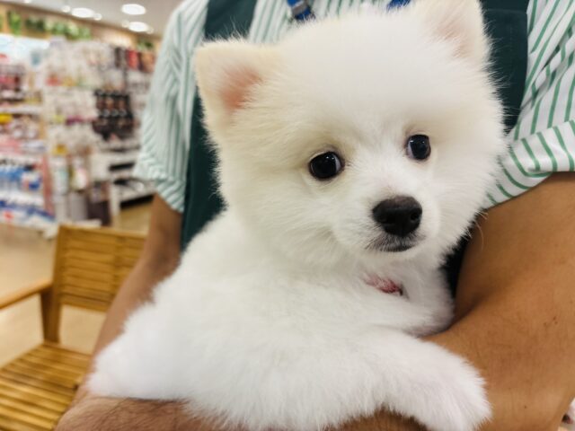 ポメラニアン