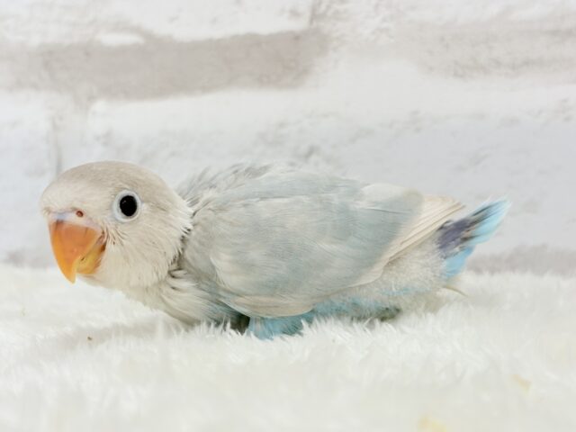シロボタンインコ
