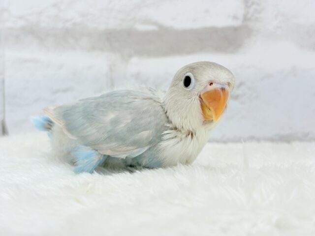 シロボタンインコ