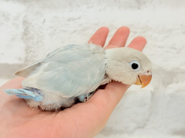 シロボタンインコ