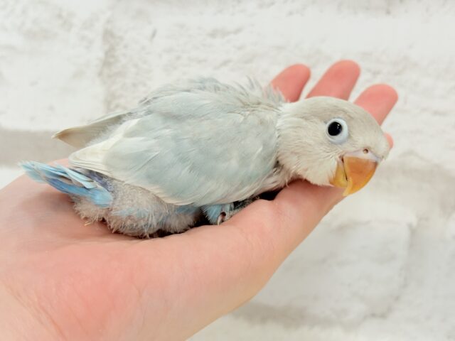 シロボタンインコ