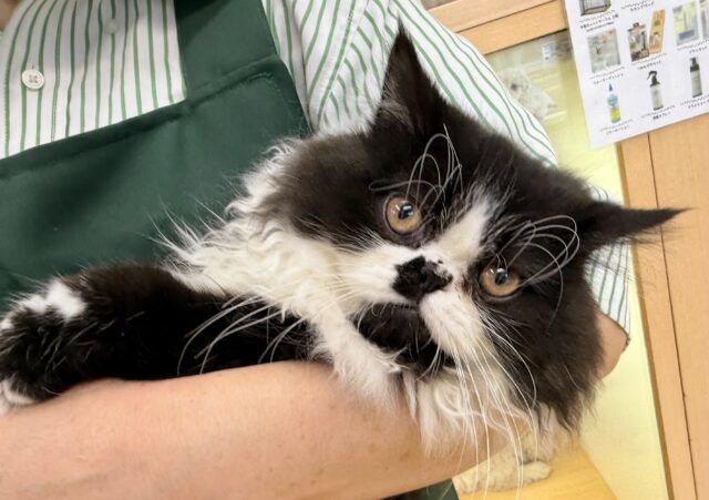 最新画像📷パンダカラーのフォールデックス🐼