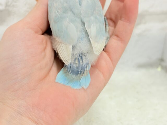 シロボタンインコ