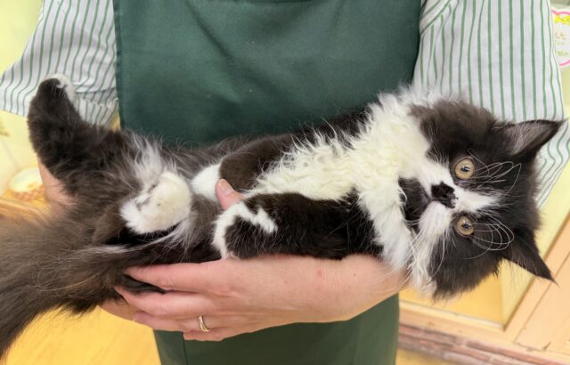 フォールデックス