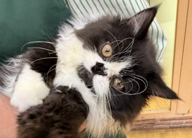 フォールデックス