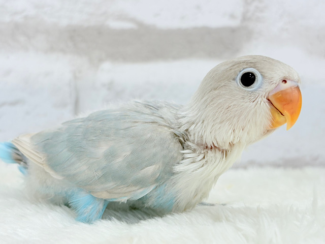 【最新画像更新🪄】これぞ天使🧚‍♀️🫧一瞬で目が奪われる✨シロボタンインコ ヒナ