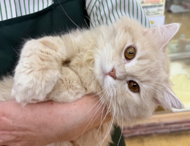 最新画像！抱きしめたくなるミヌエットくん！