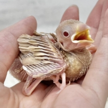 やさしいミルクティー☕️✨ シナモン文鳥
