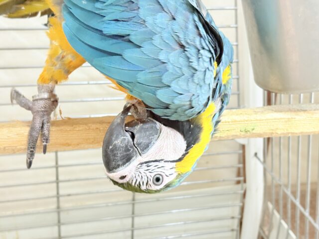 ルリコンゴウインコ