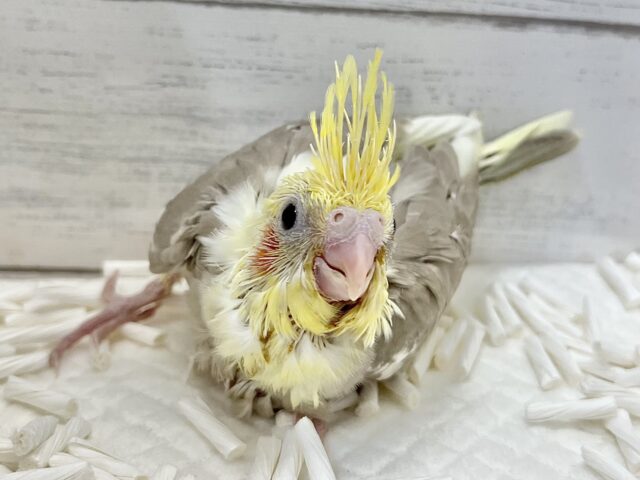 オカメインコ