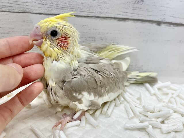 オカメインコ