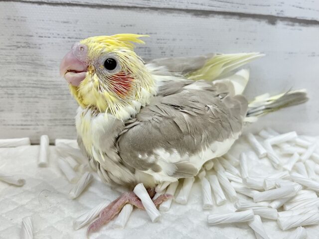 オカメインコ