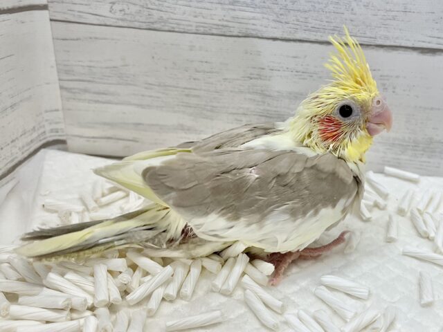 オカメインコ