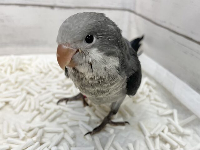 オキナインコ
