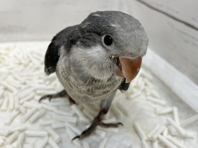 オキナインコ