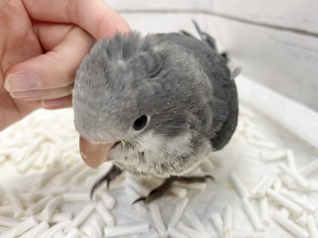 オキナインコ