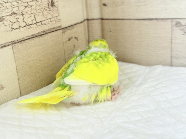 セキセイインコ