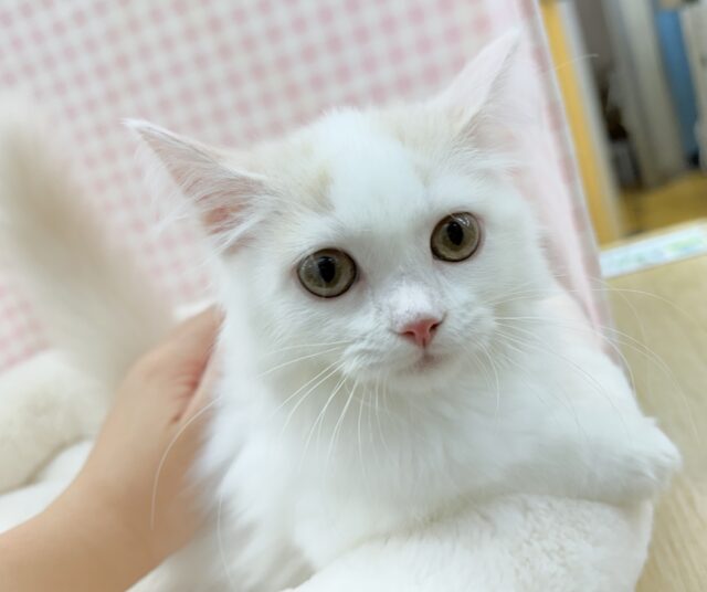 スコティッシュフォールド