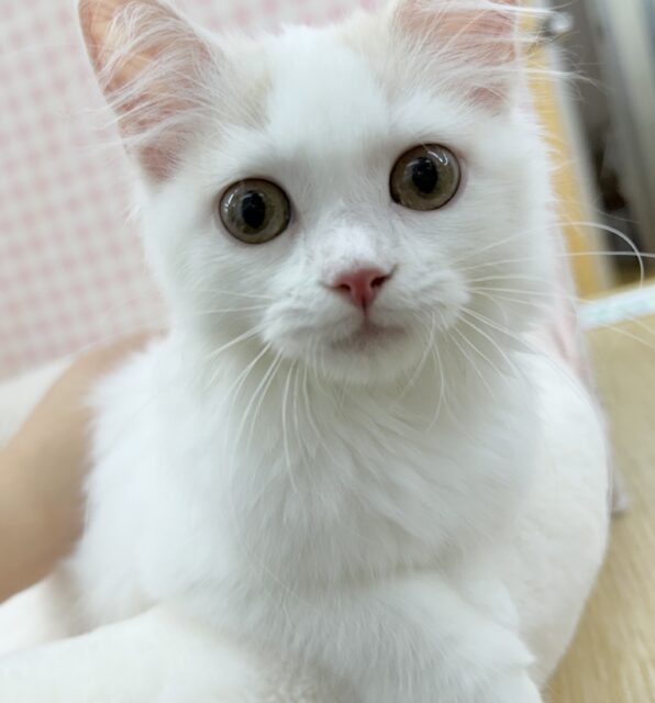 スコティッシュフォールド