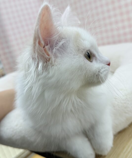 スコティッシュフォールド