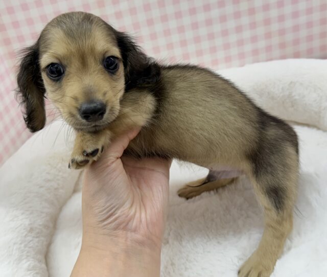 ミニチュアダックス