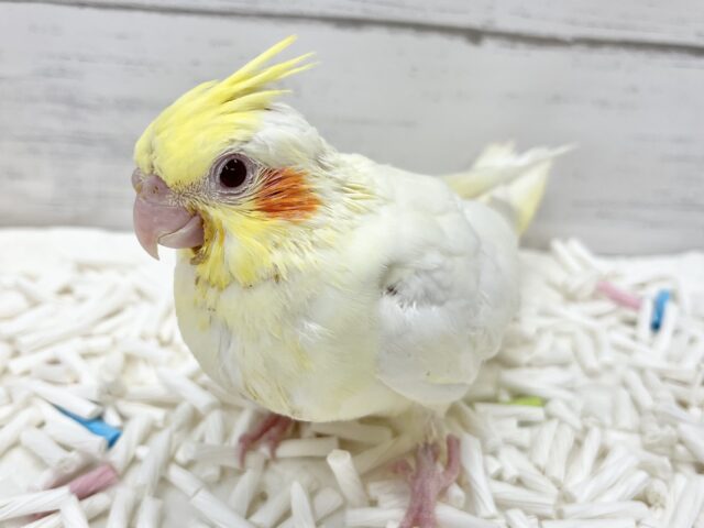 オカメインコ