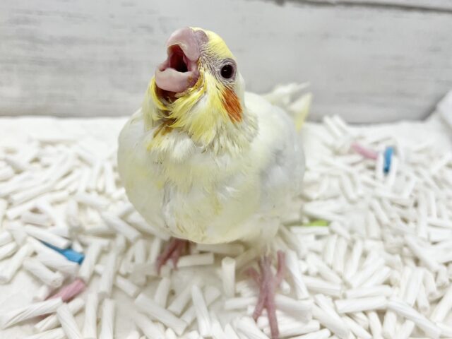オカメインコ