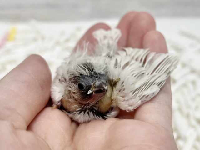 錦花鳥（キンカチョウ）