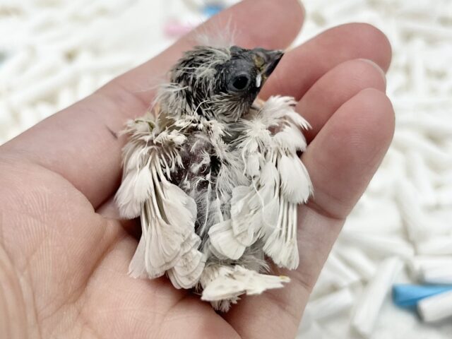 錦花鳥（キンカチョウ）