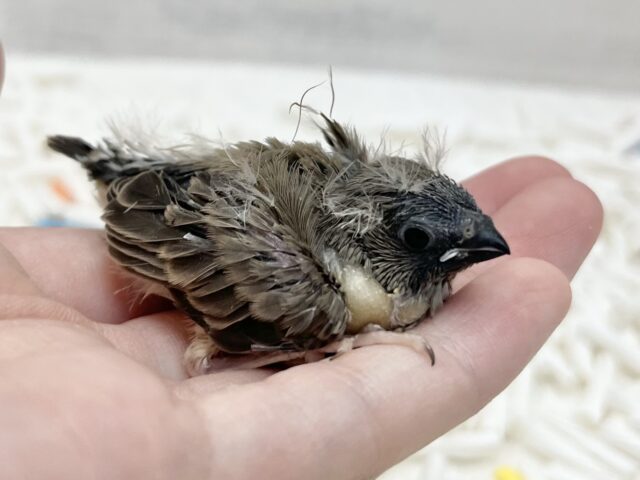 錦花鳥（キンカチョウ）