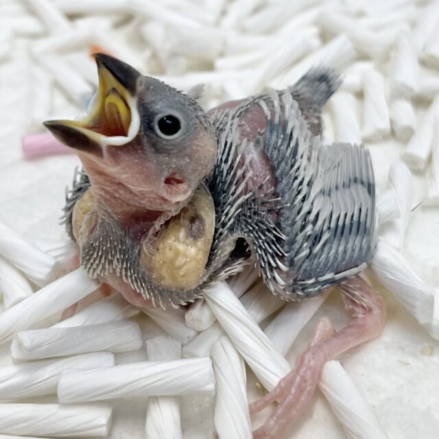 ギンギラシルバー🪙✨ シルバー文鳥