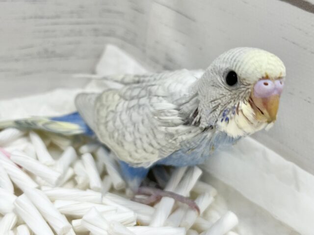 最新画像になります☆まったりがお好きっ✨✨ セキセイインコ(パステルレインボースパングル) セキセイインコ