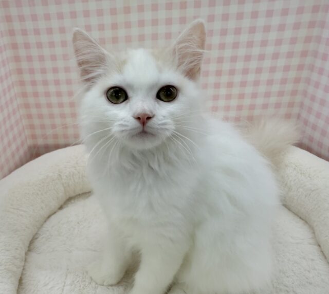 スコティッシュフォールド