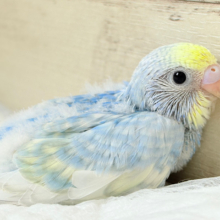 溢れ出るバブみ🐣🫧セキセイインコ(パステルレインボースパングル) ヒナ