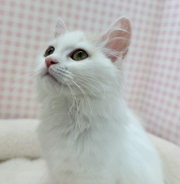 スコティッシュフォールド