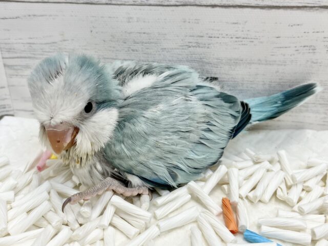 オキナインコ