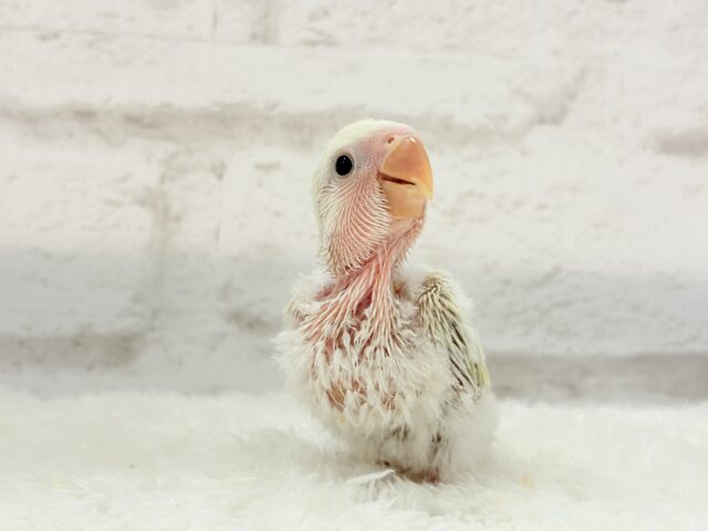 コザクラインコ（小桜インコ）