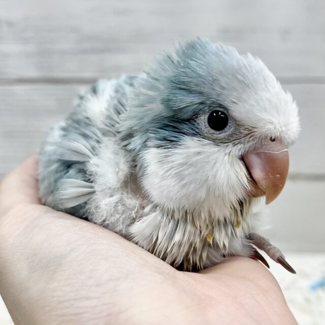 オシャレなくすみブルー💙　 オキナインコ（ブルーオパーリン）　