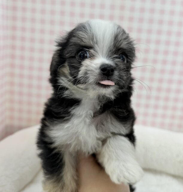 チワマル（マルチワ）