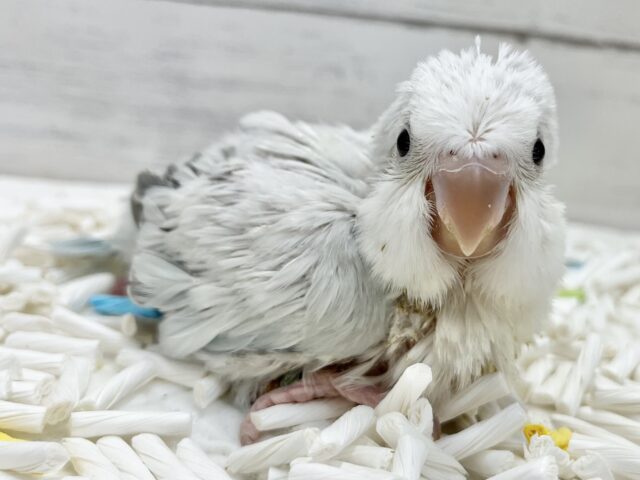 オキナインコ