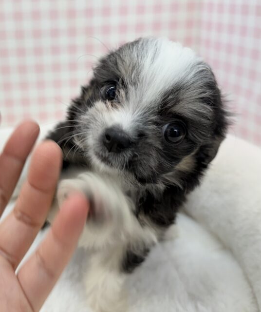 チワマル（マルチワ）