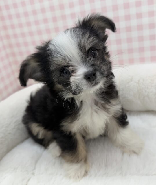 チワマル（マルチワ）