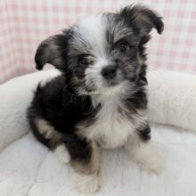 ずっきゅーーん❤︎チワマルの女の子！