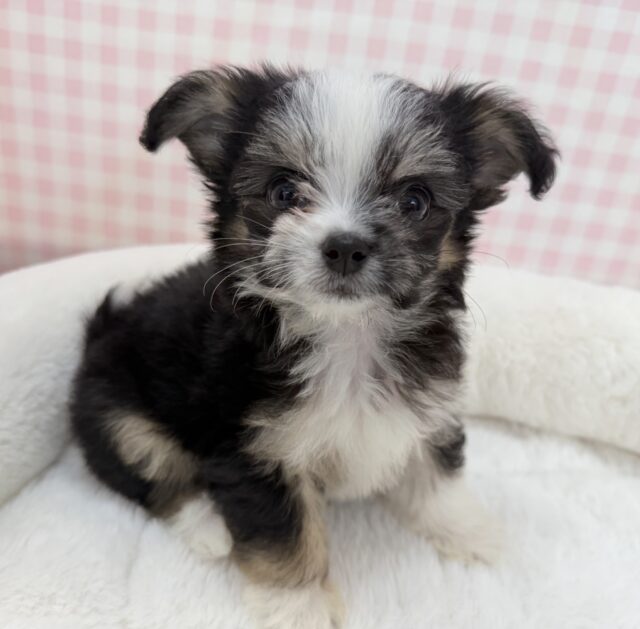 チワマル（マルチワ）