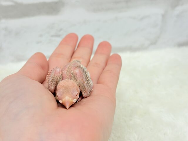 透き通ったルビーアイ🫧シナモン文鳥 ヒナ シナモン文鳥