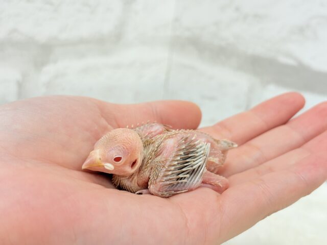 透き通ったルビーアイ🫧シナモン文鳥 ヒナ シナモン文鳥