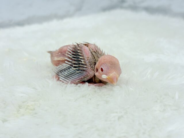 透き通ったルビーアイ🫧シナモン文鳥 ヒナ シナモン文鳥